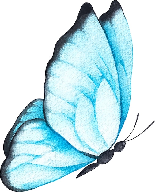 Vetor aquarela borboleta azul sobre um fundo branco