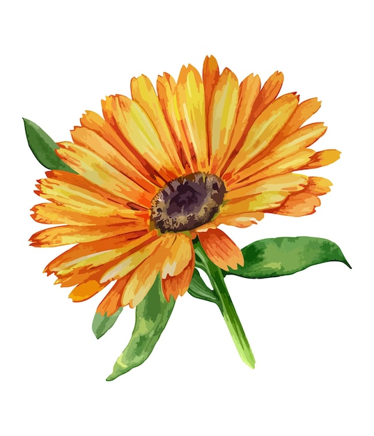 Vetor aquarela buquê de flor gerbera laranja isolada em fundo branco aquarela buquê floral