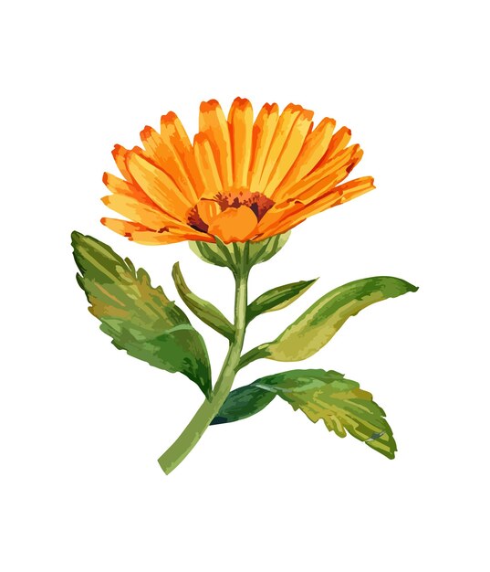 Vetor aquarela buquê de flor gerbera laranja isolada em fundo branco aquarela buquê floral