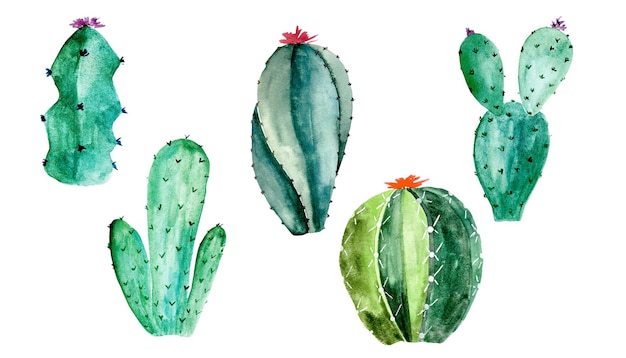 Aquarela cacto suculento e cactos