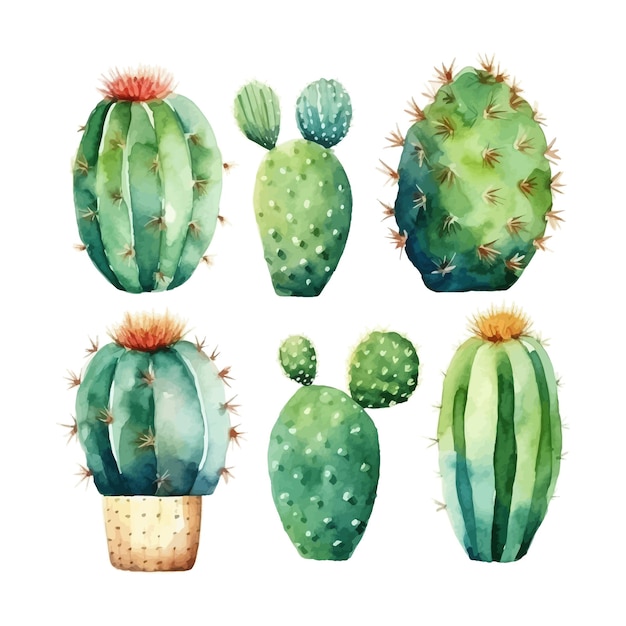 Vetor aquarela cactus definir ilustração isolada