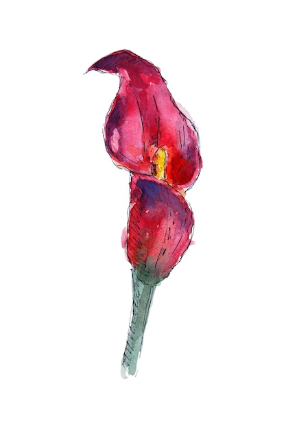 Vetor aquarela calla