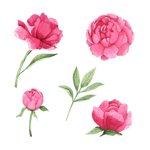 Aquarela cravejada de peônias rosa