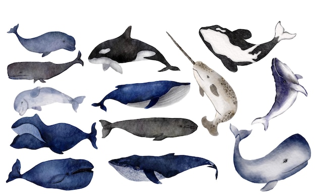 Aquarela das Baleias