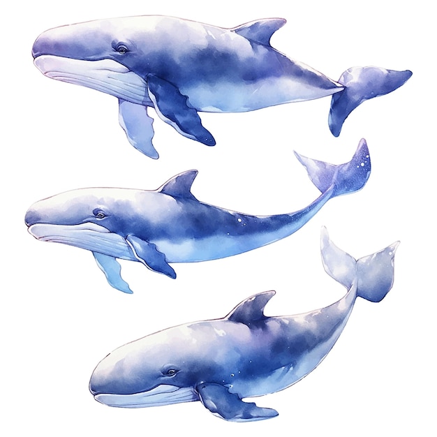 Vetor aquarela de baleia clipart