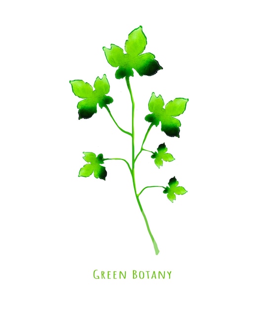 Aquarela de Botânica Verde