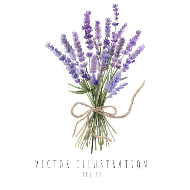 Vetor aquarela de bouquet de lavanda isolada em fundo branco ilustração vetorial