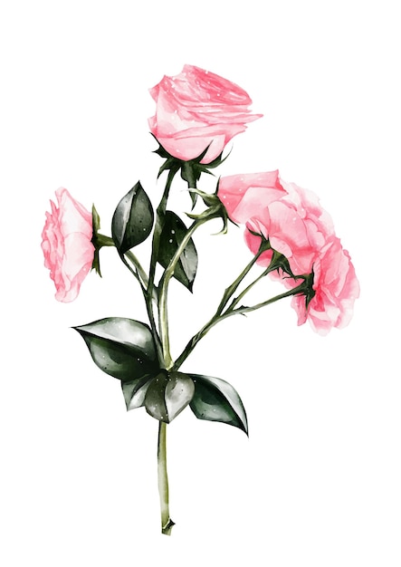 Aquarela de design de vetor de buquê de rosa rosa