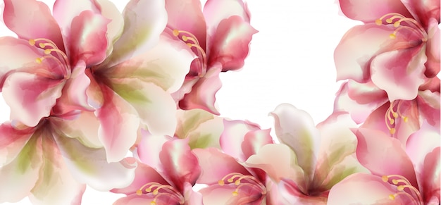 Vetor aquarela de flores de lírio rosa