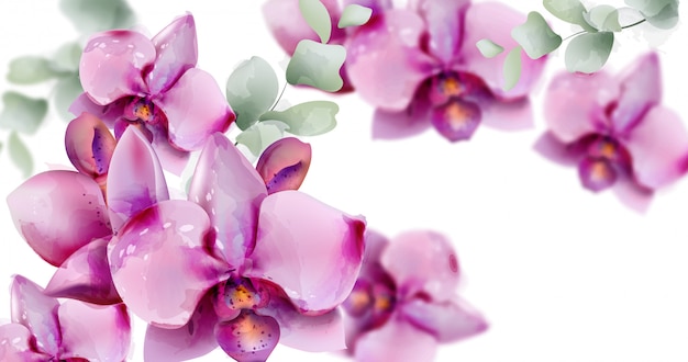 Aquarela de flores de orquídea.