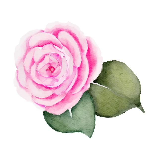 Aquarela de flores de peônias