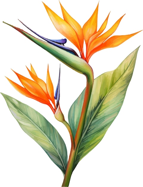 Vetor aquarela de flores strelitzia