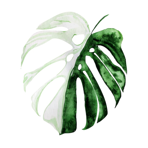 Vetor aquarela de imitação de vetor de folha monstera