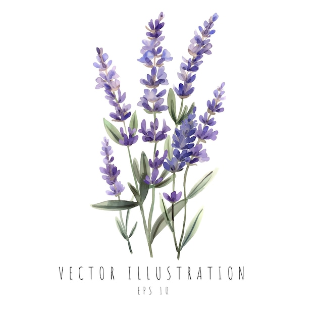 Vetor aquarela de lavanda para convite de casamento isolada em fundo branco ilustração vetorial