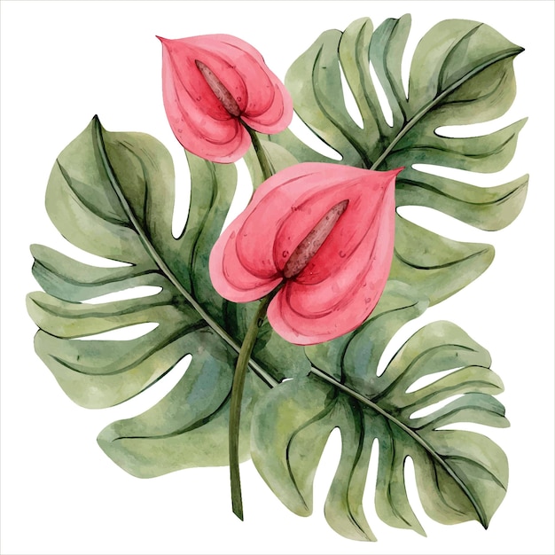 Aquarela desenhada à mão tropical clipe flores tropicais ilustração botânica monstera calla lily