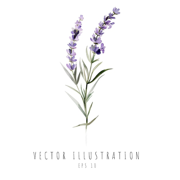 Vetor aquarela lavanda isolada em fundo branco ilustração vetorial