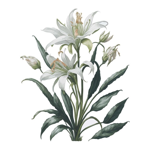 Vetor aquarela madonna lily um vetor simples