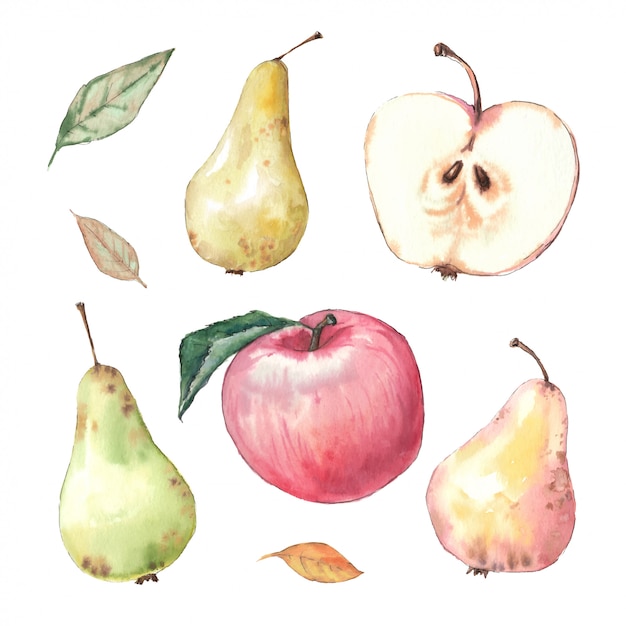 Aquarela mão ilustração maçãs e folhas.