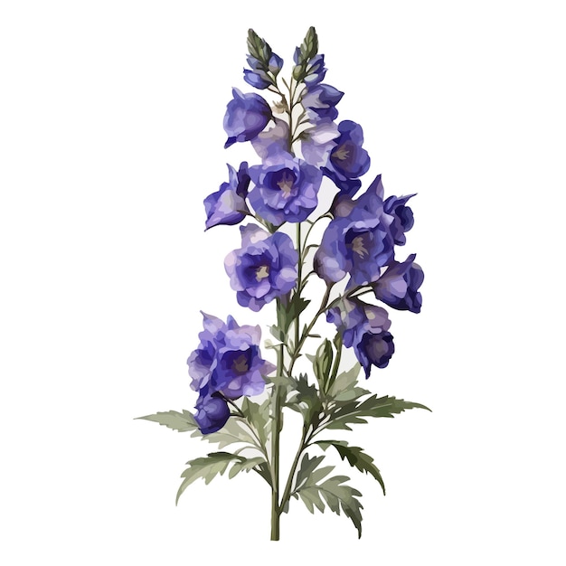 Aquarela noite de verão delphinium clipart fundo branco editável