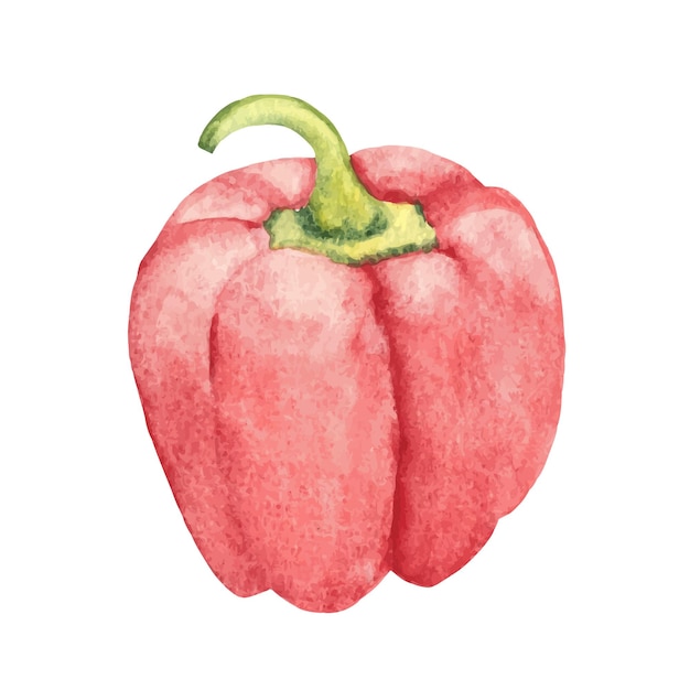 Aquarela pimentão vermelho pimentão vegetal ilustração desenhada à mão em estilo vintage isolado em um