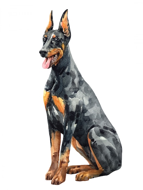 Vetor aquarela preta doberman pinscher. ilustração de aquarela mão desenhada.