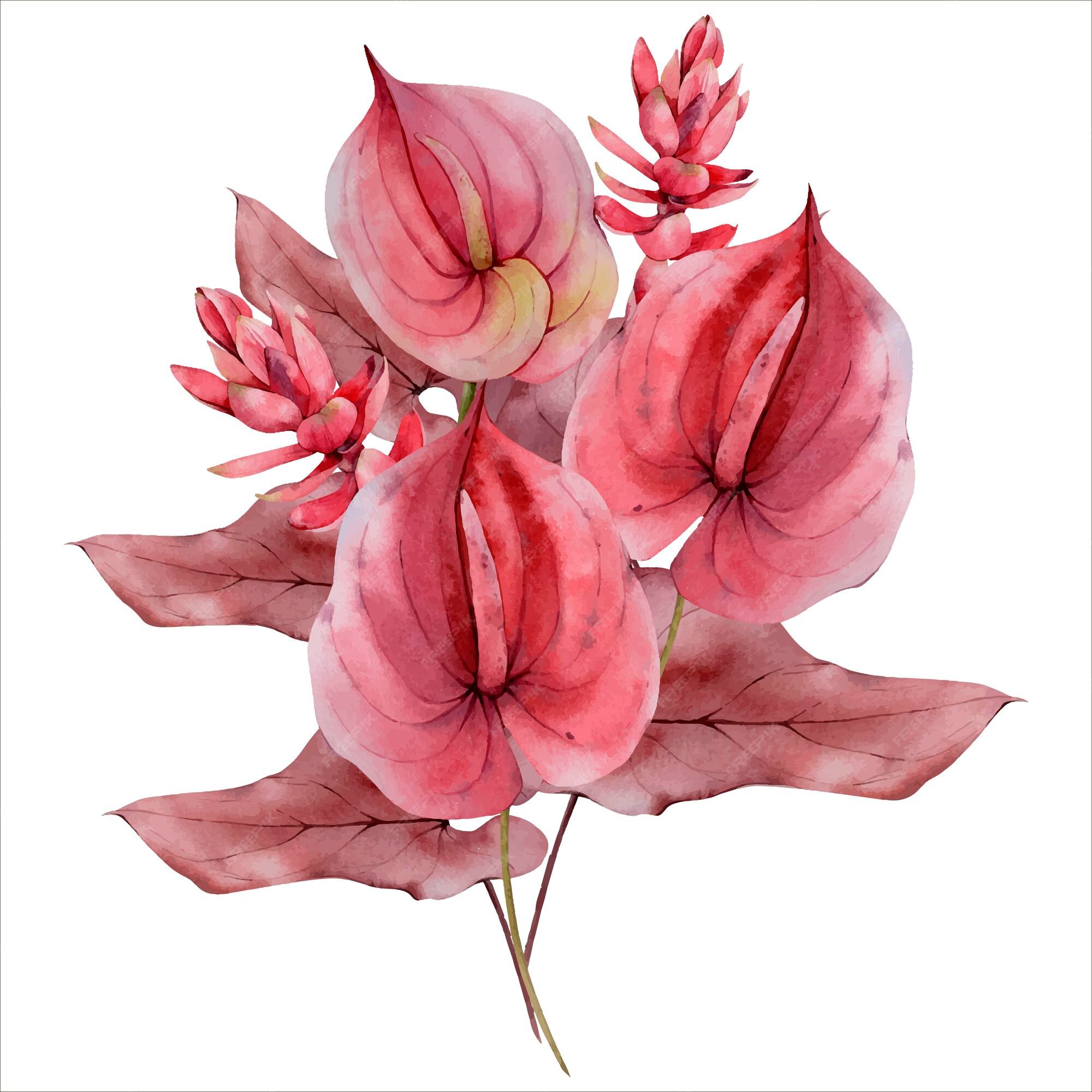 Aquarela queda borgonha buquê de flores de antúrio vermelho isolado no  branco. clipart floral outonal | Vetor Premium