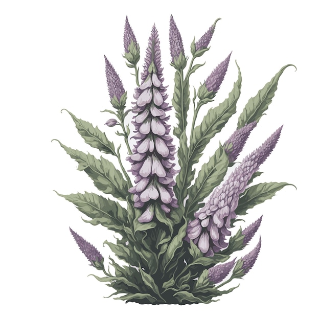 Vetor aquarela vetor foxglove flor clipart fundo branco editável