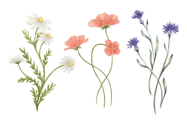 Vetor aquarelas de flores silvestres diferentes.