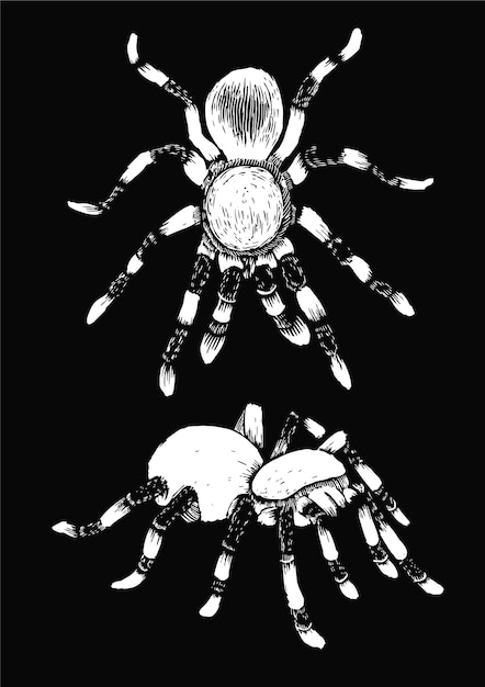 Vetor aranhas