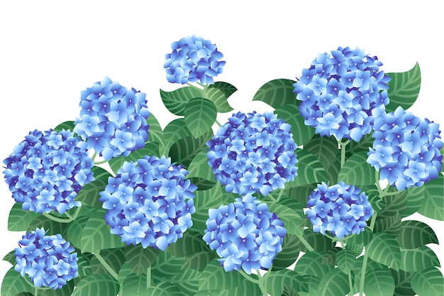 Vetor arbusto de flores de hortênsia azul com hastes verdes e ilustração vetorial plana de folhas