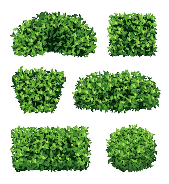 Arbusto de jardim Plantas realistas verdes para decoração ornamental coleção de vetores decentes