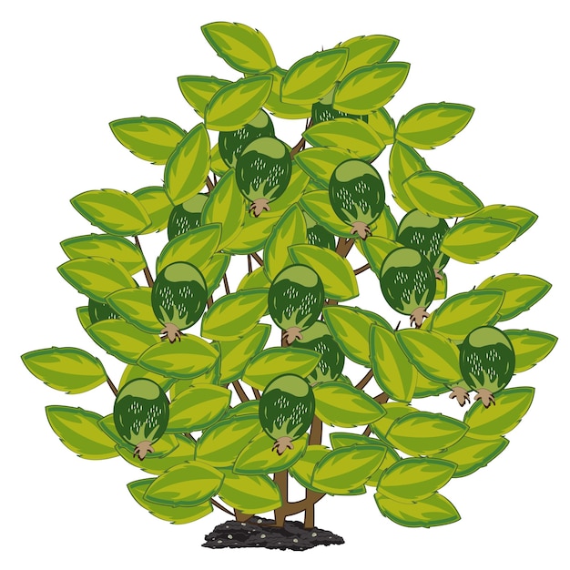 Vetor arbustos subtropicais de ilustração vetorial com feijoa de bagas