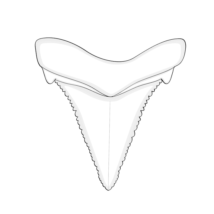 Vetor arqueologia ictiologia dente tubarão isolado objeto no fundo branco