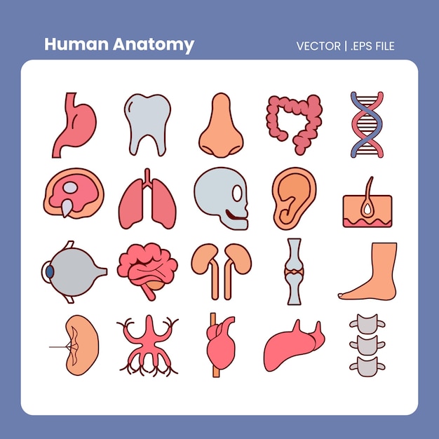 Vetor arquivo de vetores de anatomia humana