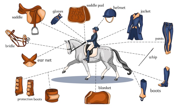 Arreios de cavalo de infográficos de esporte equestre e equipamento de cavaleiro no centro de um cavaleiro em um cavalo em estilo cartoon. conjunto de ilustrações vetoriais para treinamento e decoração.