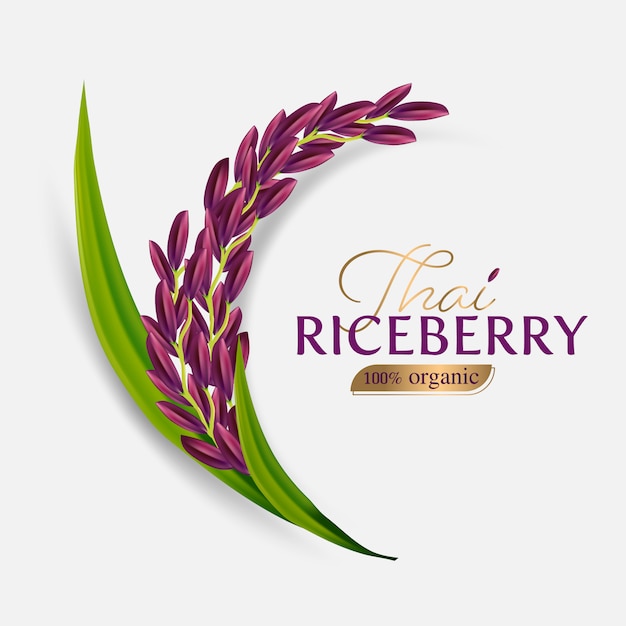 Vetor arroz em casca orgânico, orelha de arroz, orelhas de arroz tailandês riceberry ilustração isolada