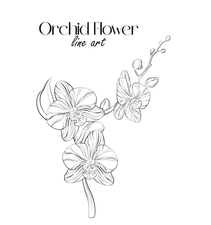 Vetor arte de linha de flores de orquídeas