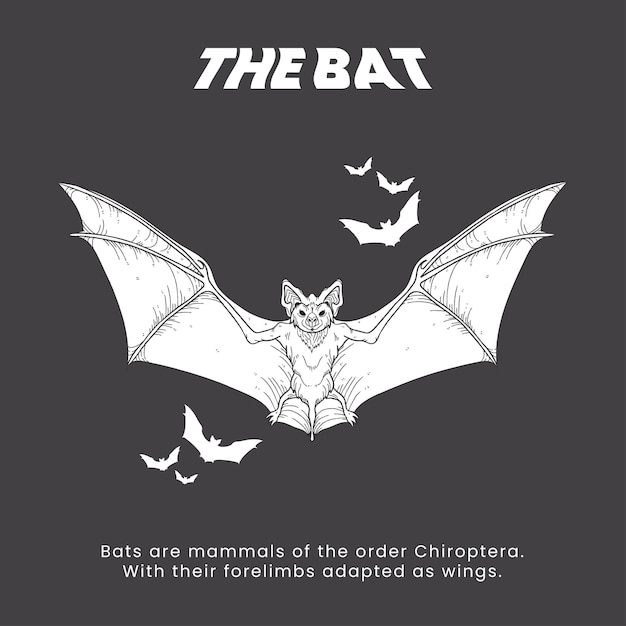 Arte de linha de ilustração de morcego-vampiro