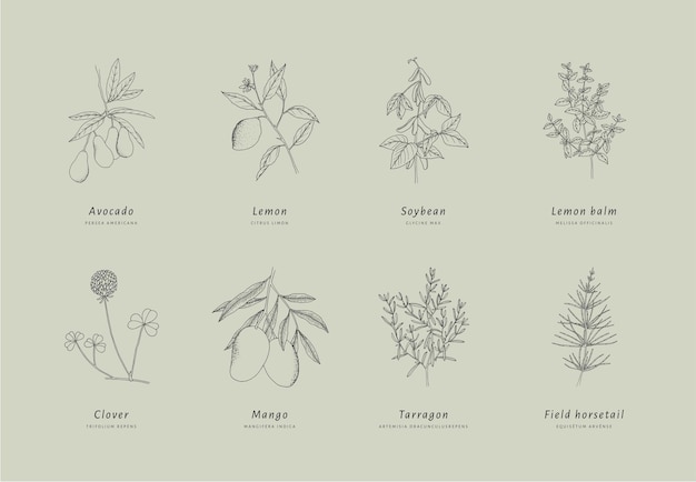 Arte de linhas desenhadas à mão plantas medicinais e cosméticas e ervas curativas