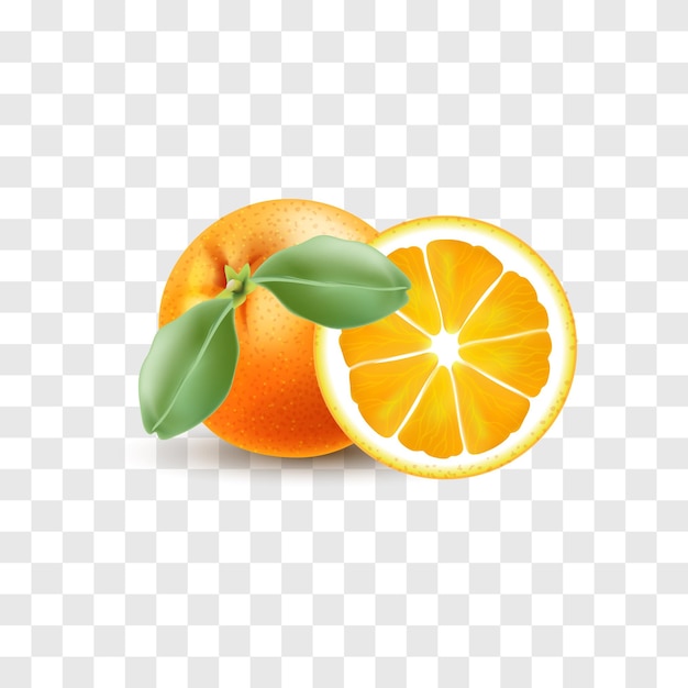 arte vetorial de limão laranja isolada
