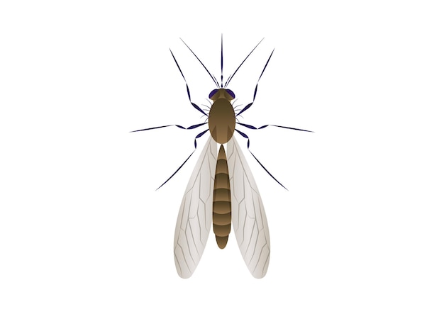 Arte vetorial de mosquito isolada em fundo branco