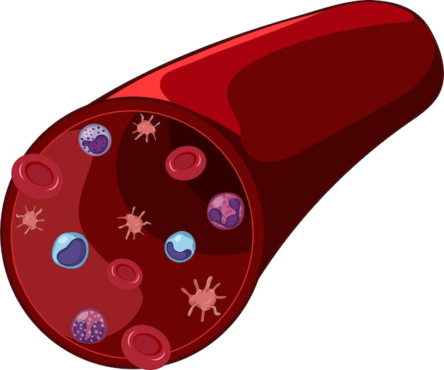 Arteria com células sanguíneas