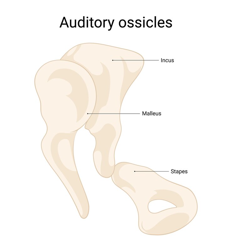 Vetor articulação dos ossículos auditivos