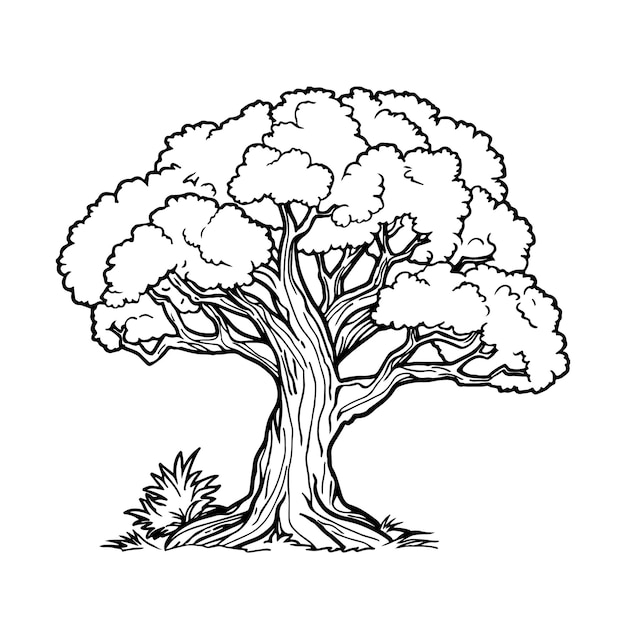 Árvore com silhueta de folhas em fundo branco vector de página de livro de colorir