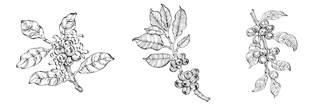 Árvore de café e grãos em estilo gráfico desenhado à mão sobre fundo branco