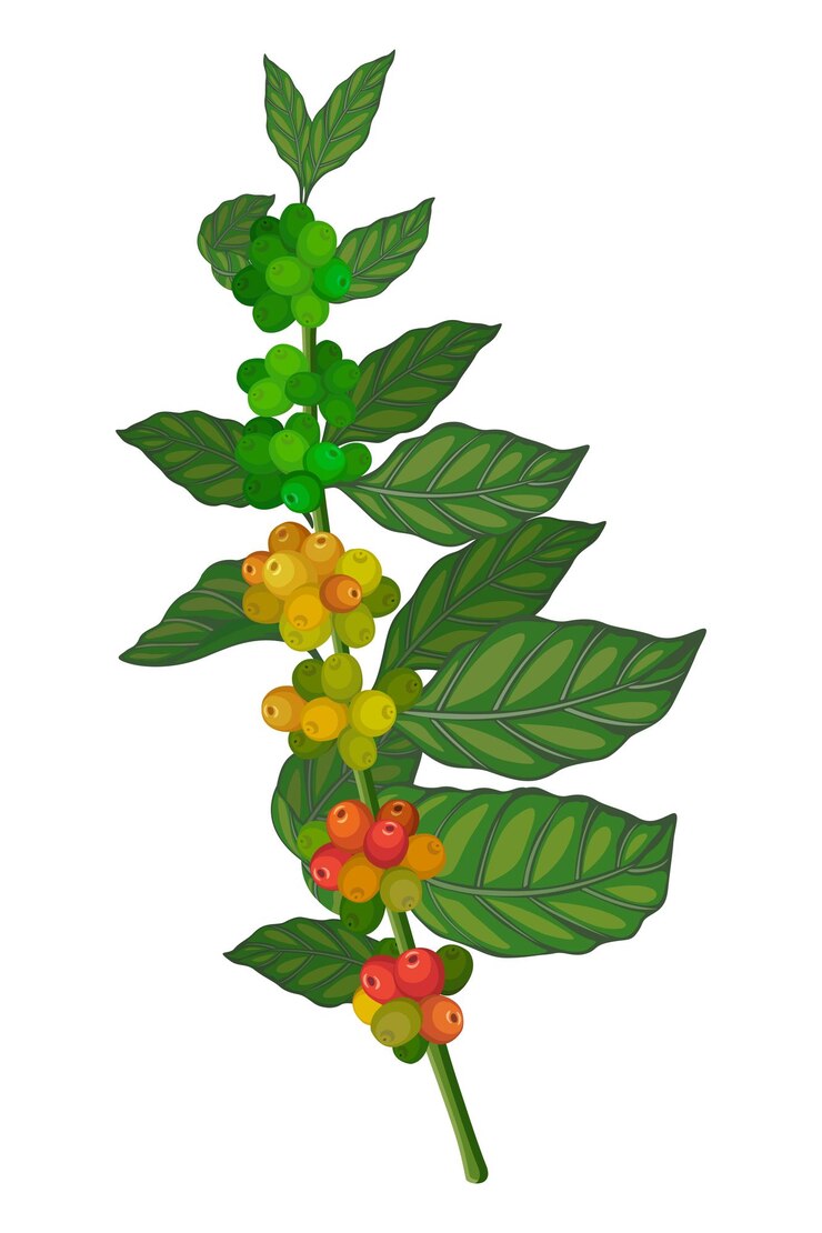 Vetor árvore de café, ramo de café, grãos de café, planta de café, vetor de café, ilustração de café
