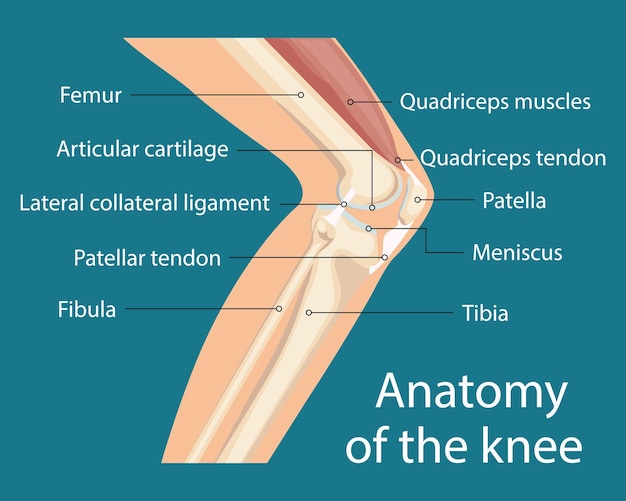 As partes principais da articulação do joelho, anatomia da articulação do joelho.