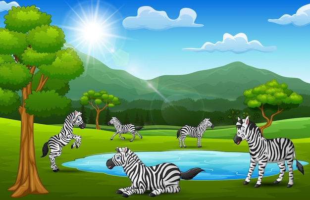 As zebras estão curtindo a natureza em belos campos