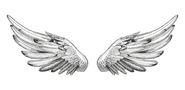 Vetor asas de anjo, coleção de asas de pássaro gravura desenhada à mão esboço de ilustração vetorial