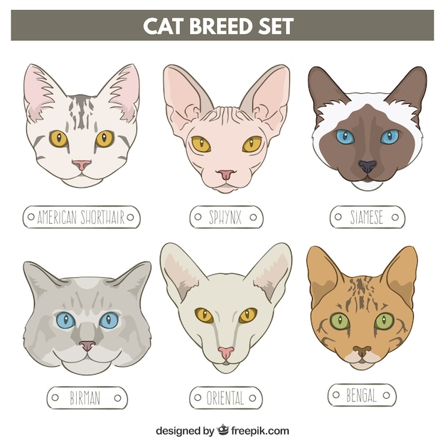 Vetor avatars raça de gato sketches